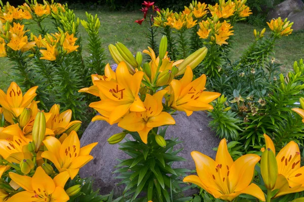 Grandes lirios amarillos plantados alrededor de una roca en el parque — Foto de Stock