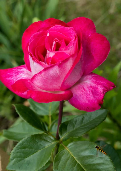 En stolt lummiga rosa ros med stora kronblad och stora gröna blad — Stockfoto