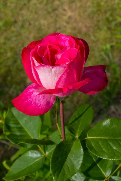 Närbild, en vacker grönskande rosa ros med stora gröna blad och törnen på stammen — Stockfoto