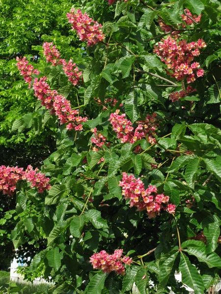 明るい春の日差しの下で緑の葉を持つ美しい花ピンク花 — ストック写真