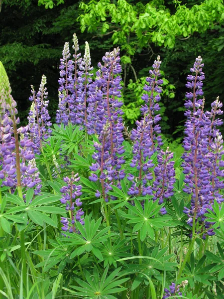 Alti fiori di lupino con lunghe candele che si estendono verso l'alto con foglie verdi che crescono un ventilatore . — Foto Stock