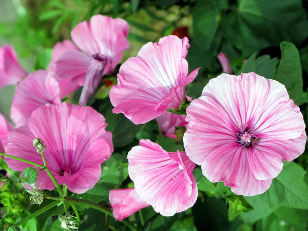 hassas çizgili beyaz pembe çiçekler arka plan yeşil yaprakların üzerinde odak