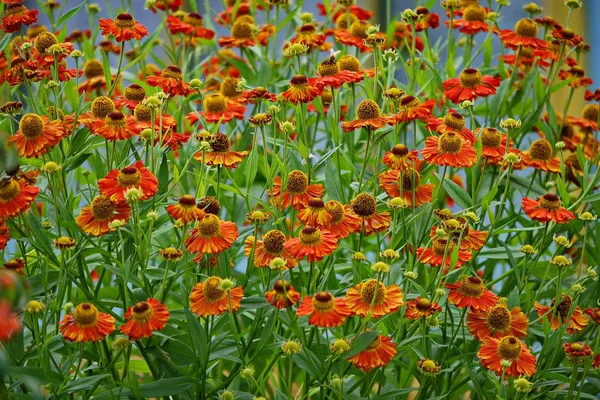 Ξέφωτο με τα πορτοκαλιά λουλούδια με πράσινα στελέχη — Φωτογραφία Αρχείου