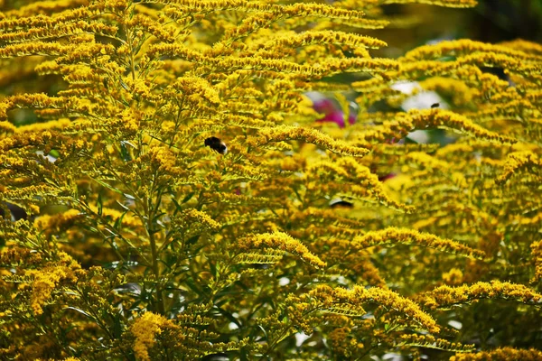 The thick color of yellow flowers densely clothed a branch and a stem and flying bees next to them. — Stock Photo, Image