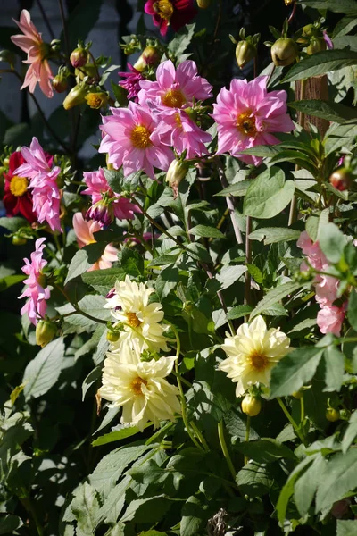 Beautiful yellow, red and pink flowers with green leaves in sunlight