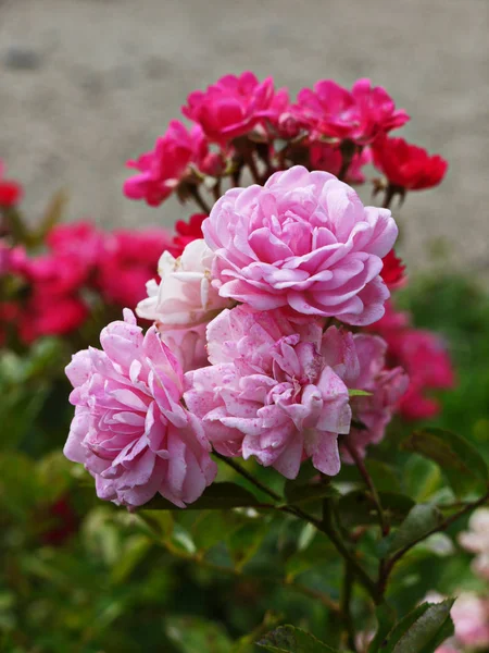 Suave arbusto de rosas pálidas de hermosas rosas. La tarde de verano es al aire libre . —  Fotos de Stock