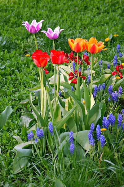Tulipanes rojos, amarillos y rosados altos con pequeñas campanas azules en el fondo de una alfombra de hierba verde —  Fotos de Stock