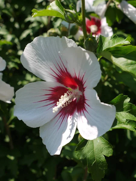 Hibiscus kırmızı bir orta nokta ile beyaz bir çiçek onun sıradışı dikkat çekiyor