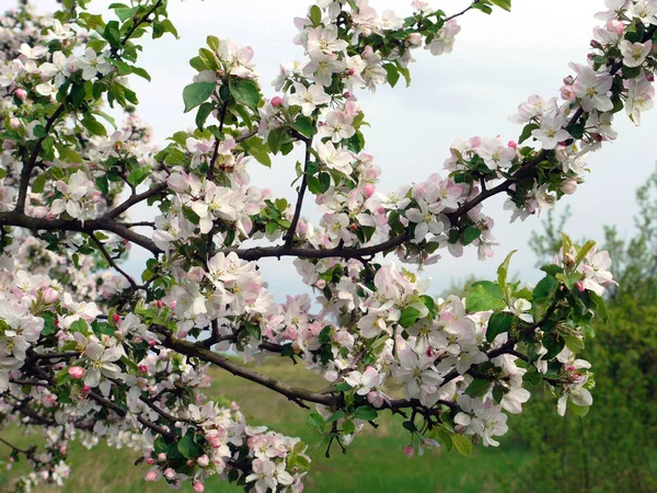 Массивная ветвь с красивыми цветущими весенними цветками вишни и зелеными листьями — стоковое фото