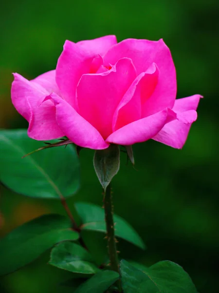 Piękny jasny różowy róż na łodygi z małych zielonych liści — Zdjęcie stockowe