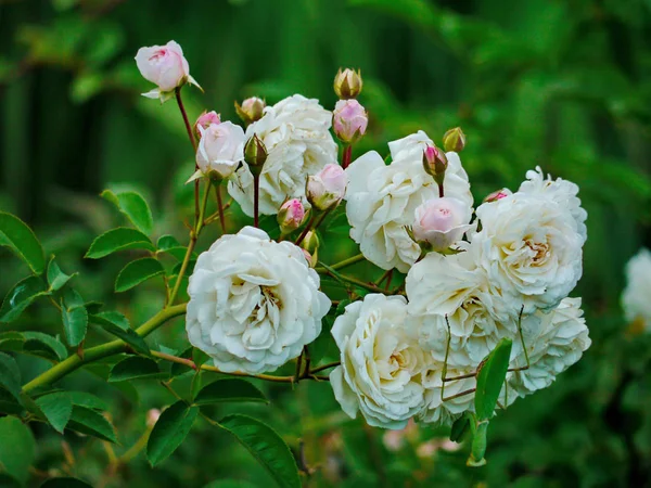 Una rama de rosas blancas sin espinas. Decoración de cualquier día festivo —  Fotos de Stock