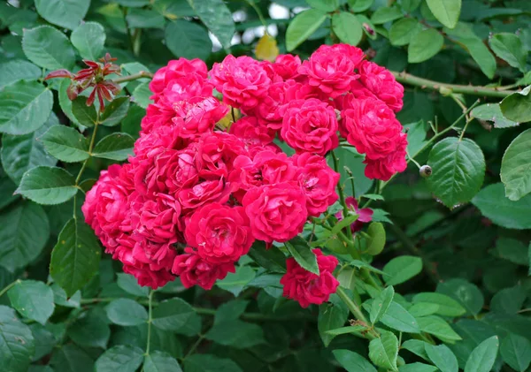 Hojas verdes frescas con un hermoso ramo de rosas rojas en el centro son muy coloridas y elegantes . — Foto de Stock