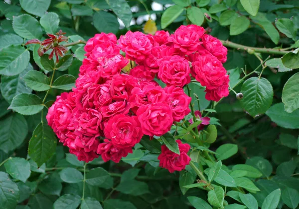 Green fresh leaves with a beautiful bouquet of red roses in the middle are very colorful and stylish. — Stock Photo, Image