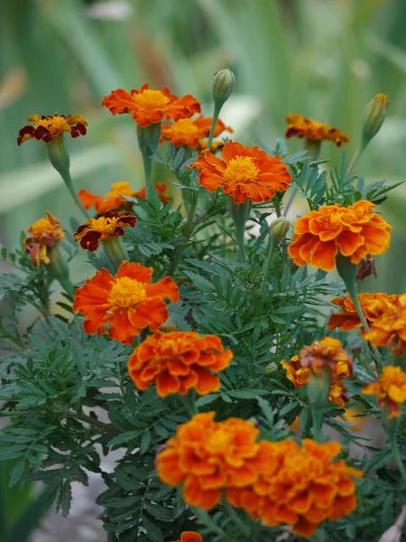 Απλό και όμορφο πορτοκαλί λουλούδια Καλέντουλα κυμάτισε περήφανα τα κεφάλια τους — Φωτογραφία Αρχείου