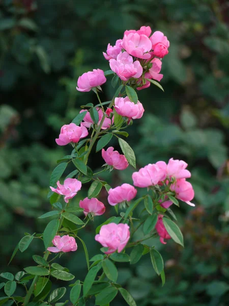 Rosa transparente pequenas mas muito belas pétalas em um talo fino — Fotografia de Stock