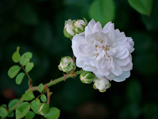 Una magnífica flor de rosa blanca rodeada de pequeños brotes que aún no han florecido. Esperando mi tiempo para florecer . —  Fotos de Stock