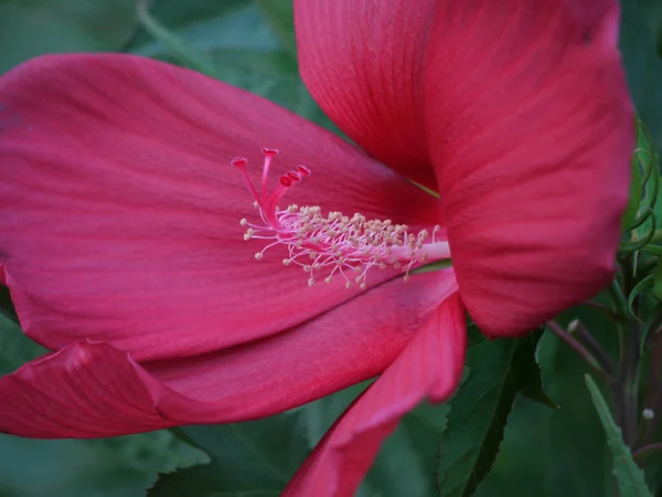 Pesto e estames dentro da flor com pétalas de borgonha largas são muito bem visíveis na macrofotografia . — Fotografia de Stock