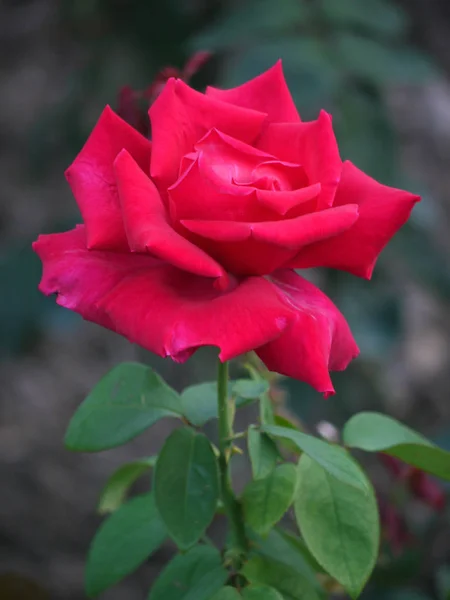 Ένα φωτεινό βατόμουρο τριαντάφυλλο άνοιξε τα πέταλα. Ένα όμορφο δώρο για μια γυναίκα — Φωτογραφία Αρχείου