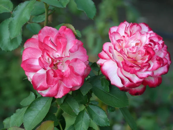 Dos exuberantes flores de dos colores, rosas blancas y rosas en el fondo de hojas y tallos verdes —  Fotos de Stock