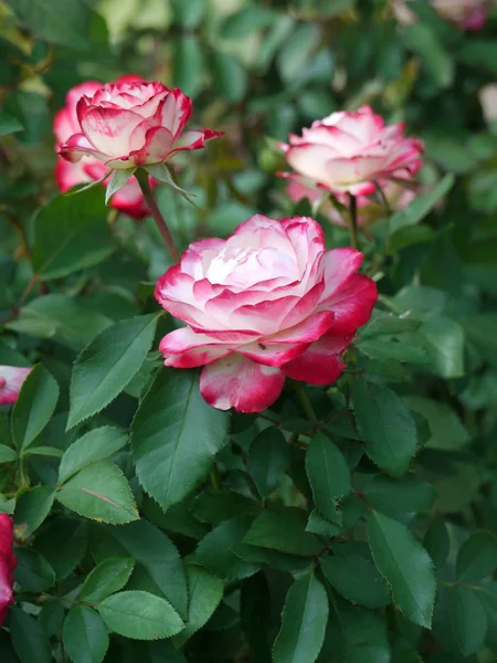 pembe ve beyaz renkteki üç büyük gül goncası