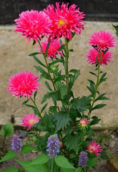 Um monte de flores rosa desgrenhadas em um talo verde, fino — Fotografia de Stock