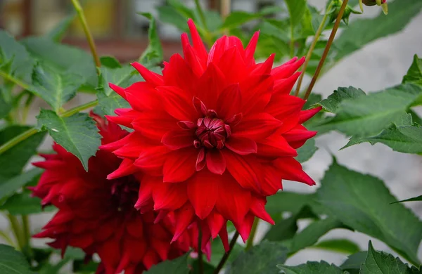 Flor chique com pétalas multicamadas vermelhas em um caule fino com folhas verdes — Fotografia de Stock