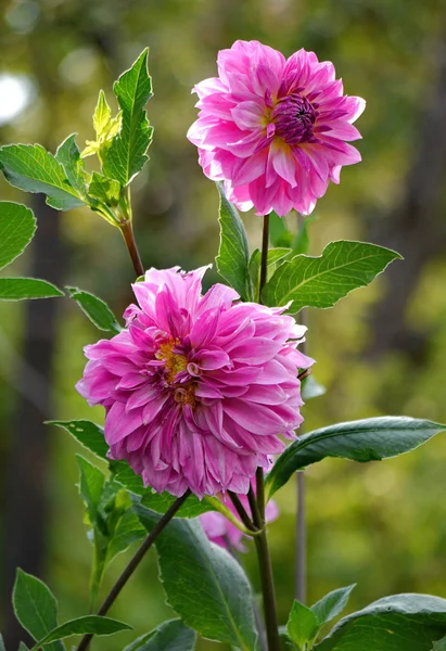Flores rosa exuberantes com muitas pétalas rosa em um caule alto com folhas verdes — Fotografia de Stock