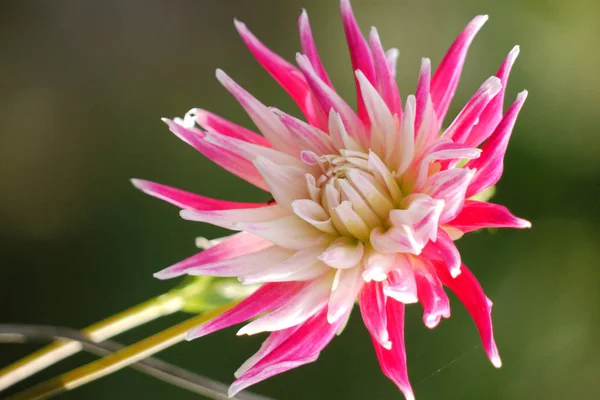 Close-up de uma bela flor com pétalas brancas e rosa. Será um ornamento de qualquer arranjo de flor . — Fotografia de Stock