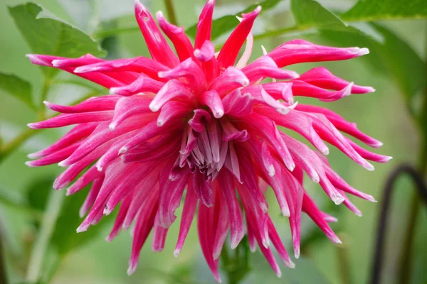 Bela flor rosa excepcional com pétalas longas em uma haste verde com folhas — Fotografia de Stock