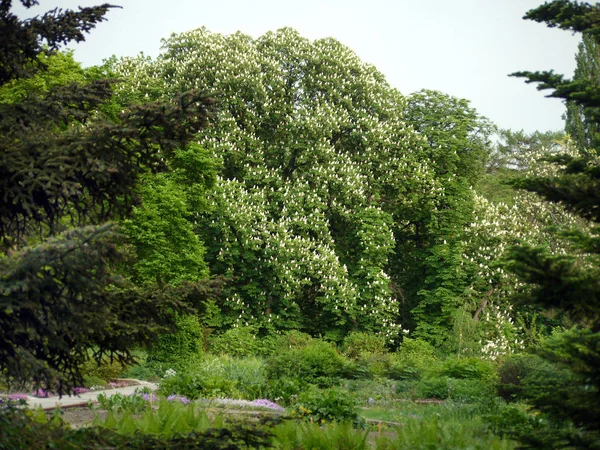 Gruesos matorrales de un jardín con coníferas y árboles de hoja caduca. Varios de ellos florecen en blanco. Debajo de ellos hay flores púrpuras — Foto de Stock