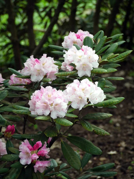 Fiori bianchi lussureggianti con petali larghi con pestelli e stami al centro. Su steli bassi con foglie verdi succose . — Foto Stock