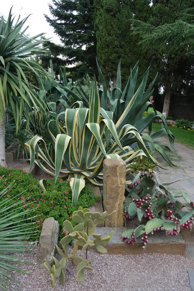 Gyönyörű keresztezett pozsgás növények és különböző típusú Pipacsok kaktuszok: a sikátorban a botanikus kertben — Stock Fotó