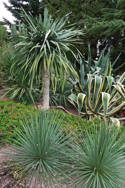 Le jardin botanique est planté de cactus exotiques, de cailloux et de palmiers — Photo