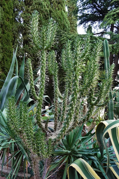 Barevné kaktusy s klikatý a vysoký stonek zaklíněný s jehlami — Stock fotografie