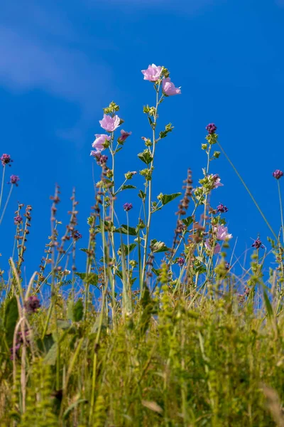 Wildblumen mit rosa Blütenblättern auf einem hohen Stiel vor einem strahlend blauen Himmel — Stockfoto