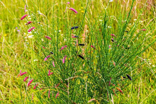 Bokor kis tarka virágzat hosszú, vékony ágak háttere, a fű zöld — Stock Fotó