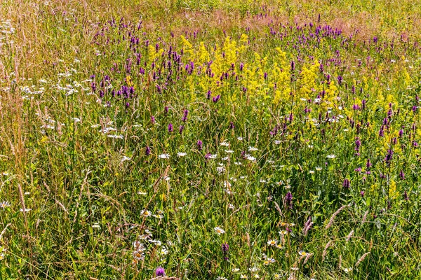 Çiçekli çim ile kır çiçekleri. Menekşe lupines, beyaz ve Sarı papatyalar ve diğer parlak çiçek