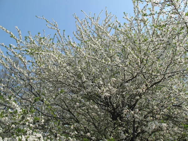 Çiçekli bahar kiraz dallar üzerinde genç beyaz çiçekli