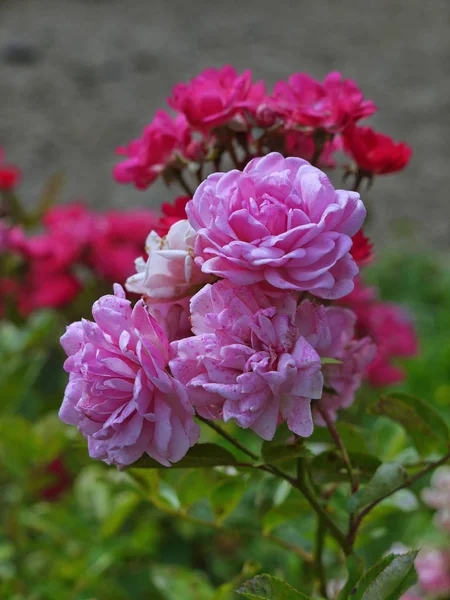 Una rama de rosas rosadas en el fondo de una rama de rosas carmesí crean una transición hermosa y suave de color —  Fotos de Stock