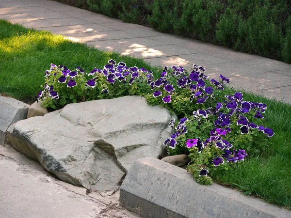 Parlak, mavi petunyaların büyük Granit taş yeşil çim üzerinde etrafında kıvrık çalı olduğunu