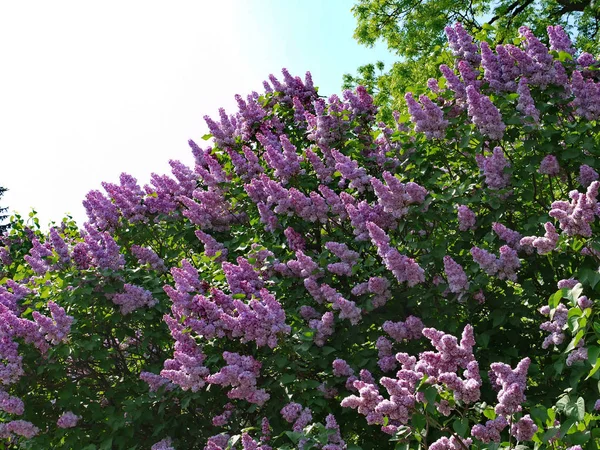 Mor Leylak çiçeklenme ve dikey meşaleler gökyüzüne yüksek yeşil çalılar üzerinde yönlendirilir. — Stok fotoğraf