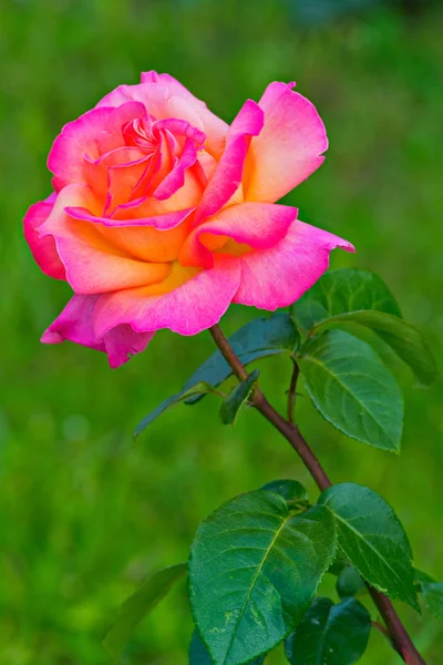 Vackra grönskande bud av en orange-rosa ros — Stockfoto