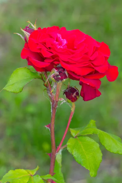 Αυξήθηκε το ανοιγμένο λουλούδι από ένα κόκκινο βελούδο με φόντο πράσινο γρασίδι — Φωτογραφία Αρχείου