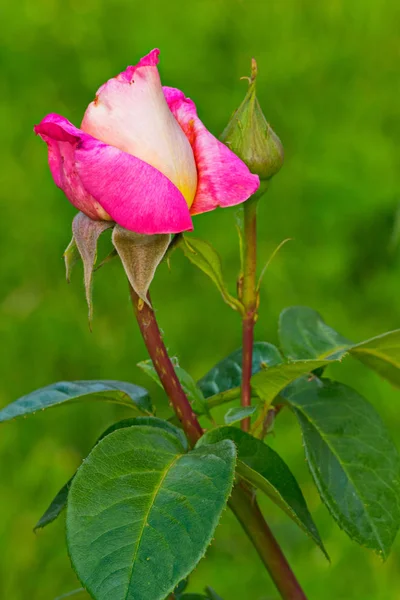 Små slutna ros rosa ros med spetsiga gren och gröna blad — Stockfoto