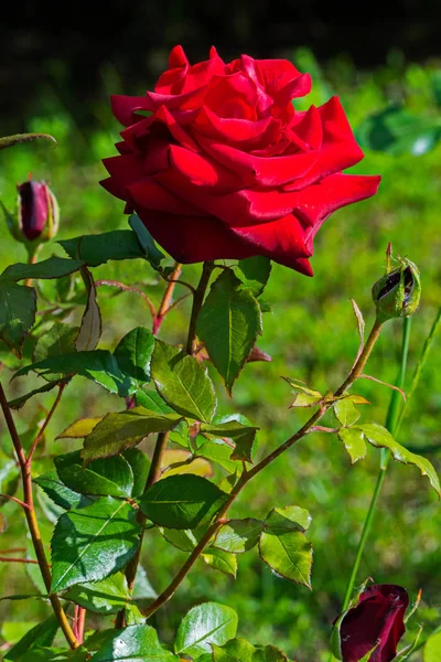 Elegant red rose with unsweetened buds on a sturdy stem — Stock Photo, Image