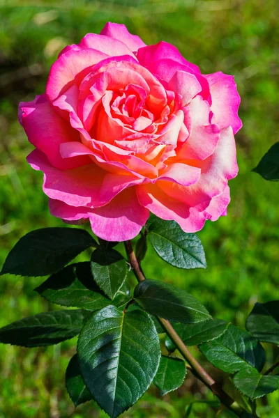 En buske av en rosa ros med en knopp öppning — Stockfoto