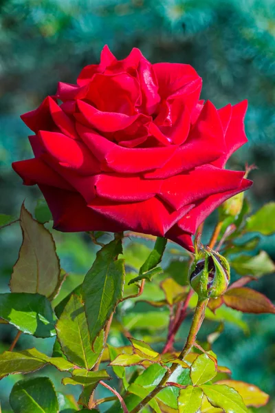 A full, bright rose of red color with juicy, velvet petals and spiny thorns