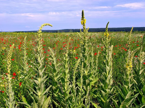 Fältet med ljusa röd vallmo och ännu ej blommande gul mallows längs omkretsen — Stockfoto