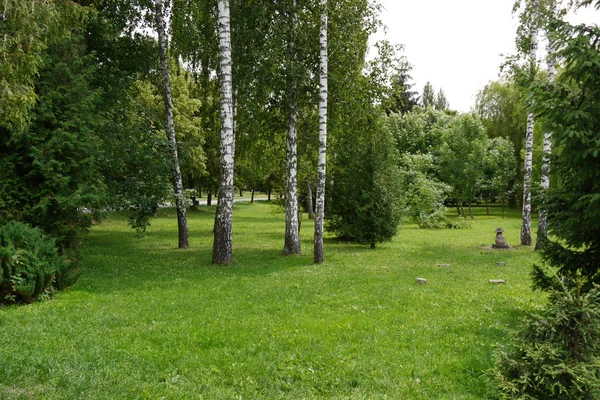 Białej brzozy na soczysty zielonej polanie z trawy. Dobre miejsce do wypoczynku z rodziną i przyjaciółmi. — Zdjęcie stockowe