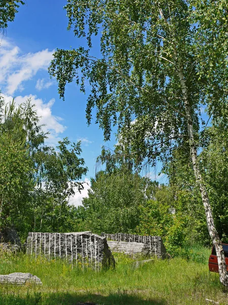 Каменные руины посреди зеленой лесной поляны с высокими молодыми березами — стоковое фото